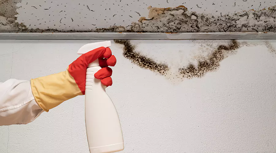 Why Mold Keeps Coming Back After Cleaning