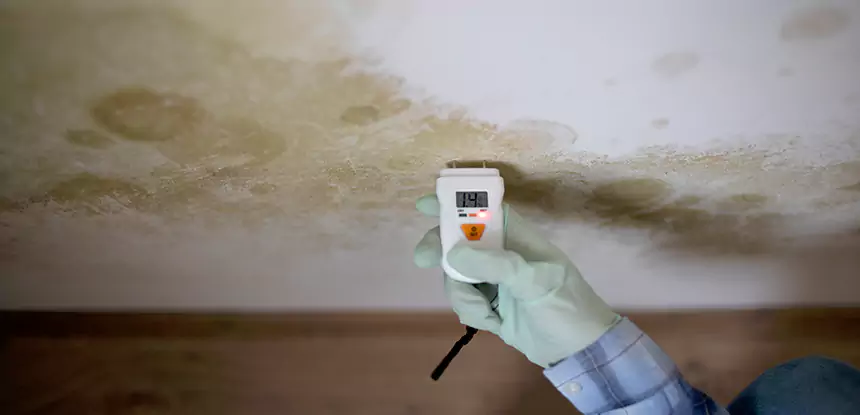 Emergency Mold Remediation in Resaca